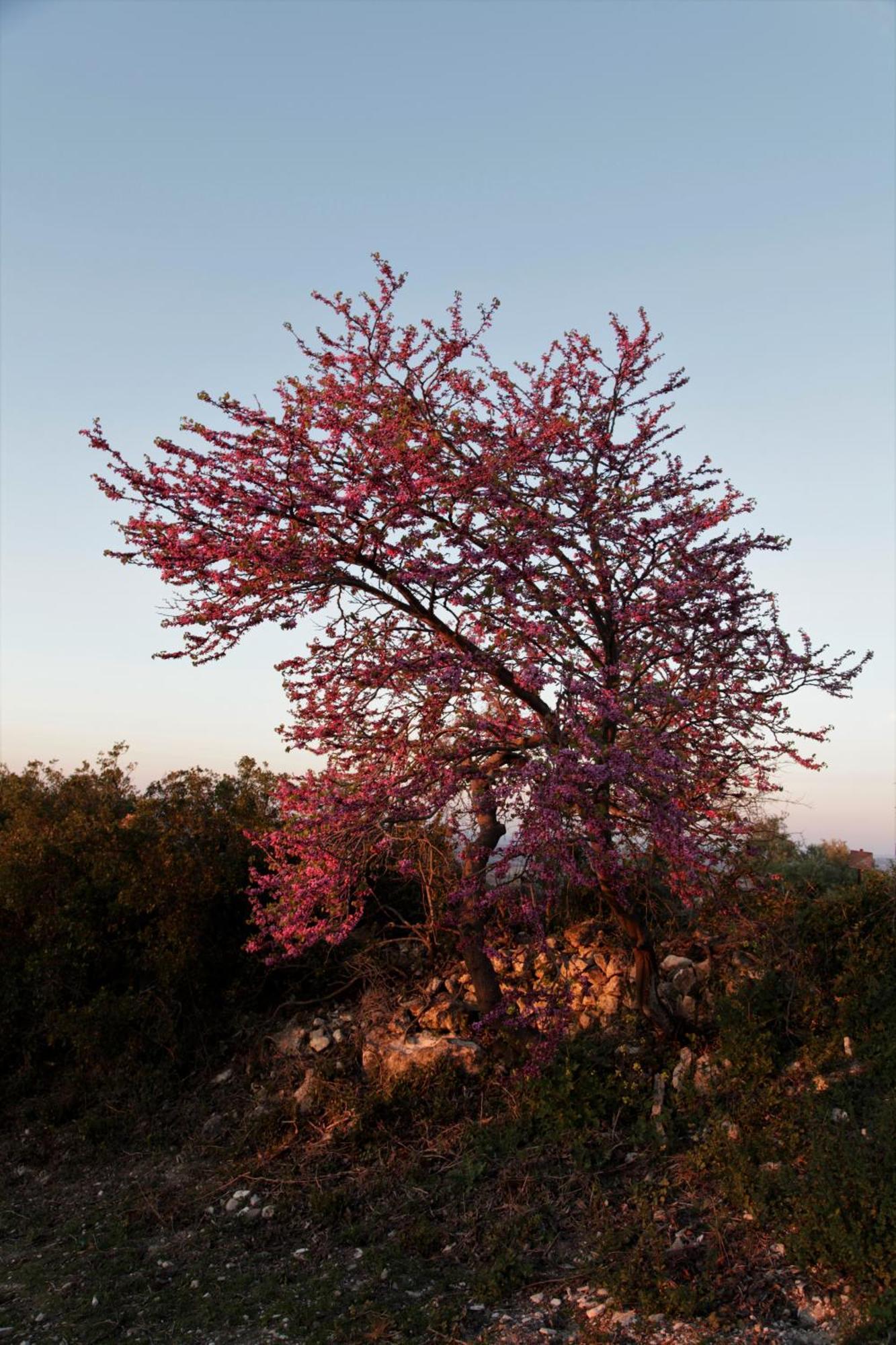Vina Zarzarrosa Osuna Esterno foto